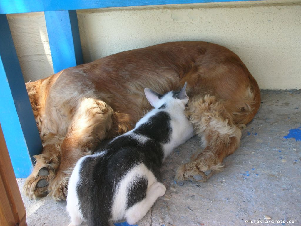 Photo report of a stay around Loutro, Sfakia, Crete in July 2009